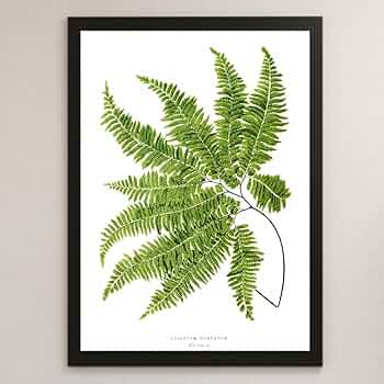 BOTANICAL ART 植物画　シダ　ボタニカルアート　モビリグランデ BOTANICAL ART 植物画 シダ ボタニカルアート モビリグランデ